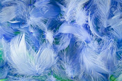 🔥 [31+] Blue Feather Wallpaper | WallpaperSafari