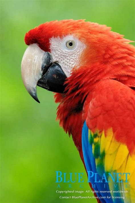 Latin America's Symbolic Bird Scarlet Macaw Images | Blue Planet Archive