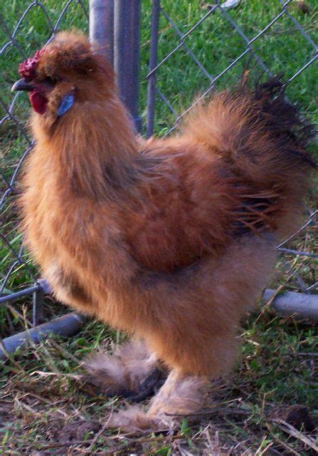 Red Silkie | Silkie chickens, Chickens and roosters, Pet chickens