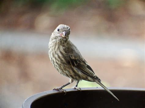 Birds In Colorado: Unique And Interesting Species You'll Find Here