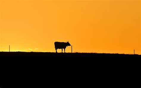 Cow Sunset wallpaper | 2560x1600 | #29836