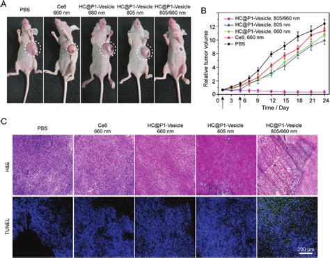 A) Picture of BxPC-3 tumor-bearing BALB/c nude mice on day 24 after ...