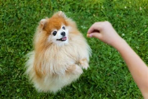 How to Teach Your Dog To Swim | Spot and Tango