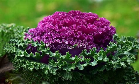 The Ultimate Guide to Successfully Growing Flowering Kale