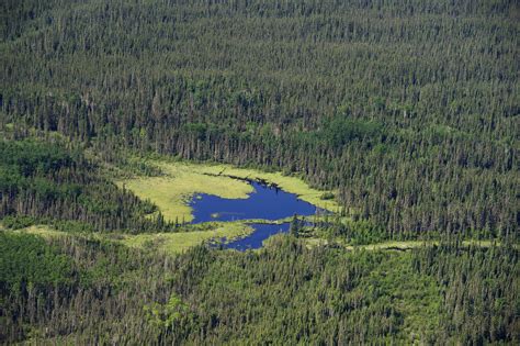 Canada needs to up boreal forest conservation game: paper - CityNews ...