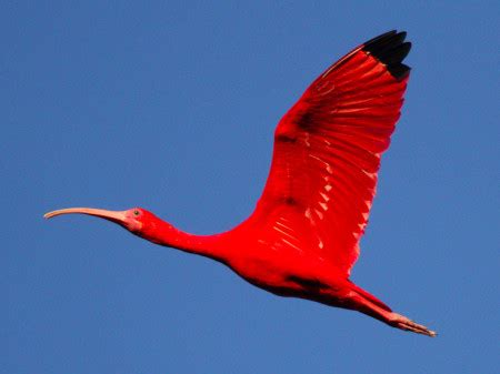 Scarlet Ibis: A National Symbol Under Siege – BirdsCaribbean