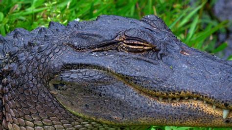 Wild Animals in the Swamps Near New Orleans - Alligator - Travel ...