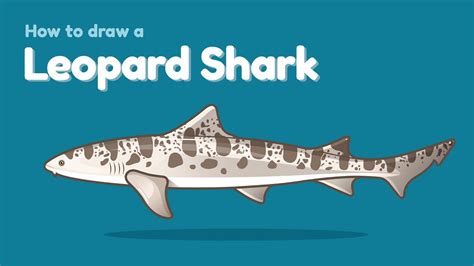 How to draw a sea animal - Leopard Shark? Easy and simple drawing | Animal character design ...