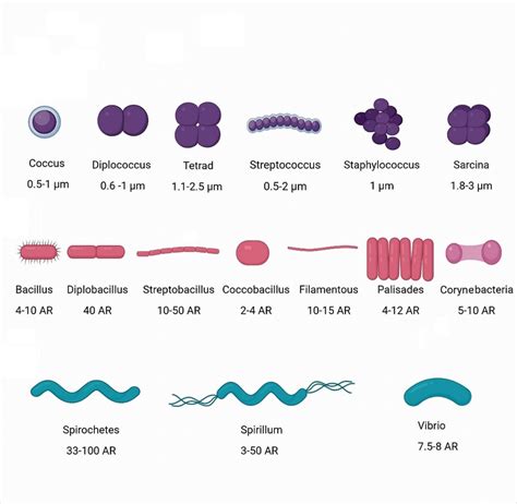 Common morphologies, arrangements and aspect ratios (AR) of cocci... | Download Scientific Diagram