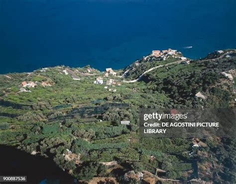 524 Amalfi Coast Lemon Trees Stock Photos, High-Res Pictures, and Images - Getty Images