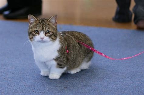 The 10 Smallest Cat Breeds in the World