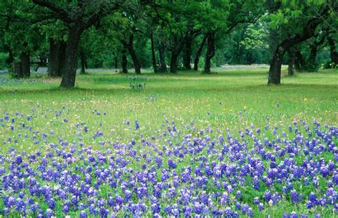 How to Find Wildflowers in the Texas Hill Country