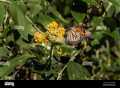 Pacific Grove Monarch Butterfly Sanctuary Stock Photo - Alamy