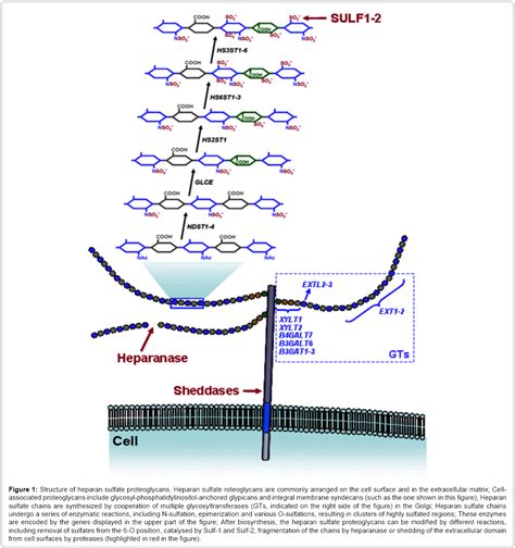 Alterations of Heparan Sulfate Proteoglycans in Cancer