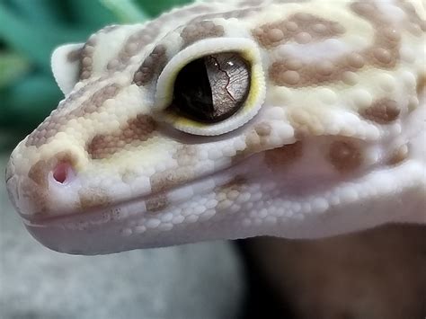 Snake Eyes - Leopard Gecko Traits - Morphpedia