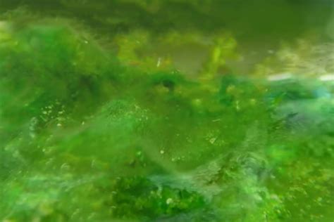 Blue-Green Algae (Cyanobacteria) Profile and How to Remove - Shrimp and Snail Breeder