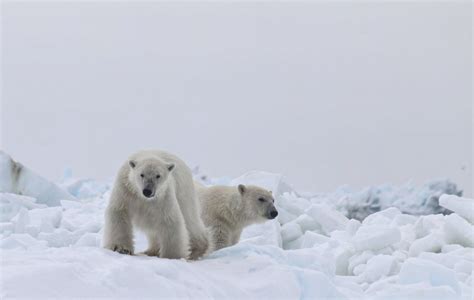 Identifying polar bears by their footprints | UAF news and information