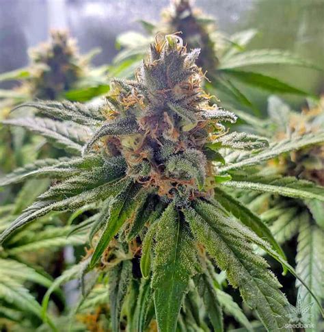 California Dream Seeds | Seed Bank | California Dream Marijuana Seeds