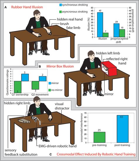 A) Rubber hand illusion. Participants sit in front of a table with... | Download Scientific Diagram