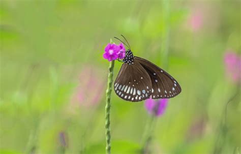 Common-Crow Butterfly by RAMANUJAN on YouPic