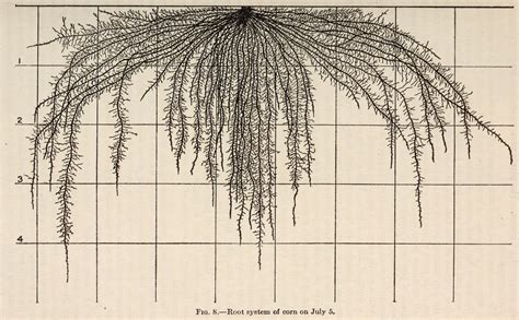 nemfrog - Fig. 8. “Root system of corn on July...