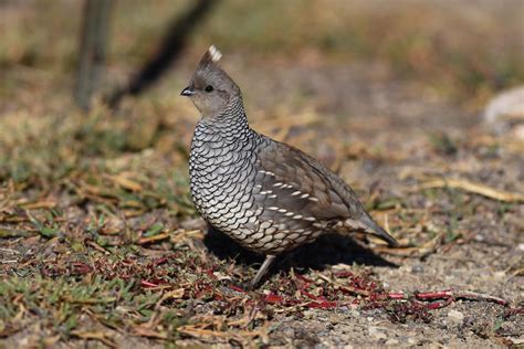 Scaled Quail | Audubon Field Guide