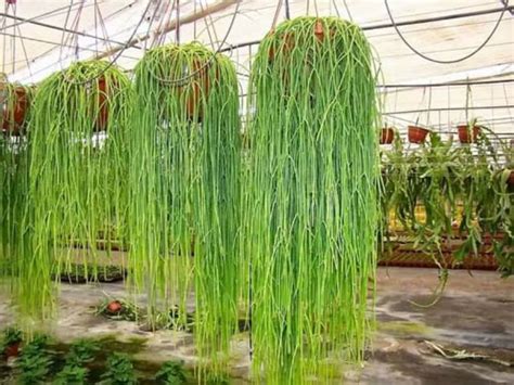 Rhipsalis baccifera - Mistletoe Cactus | World of Succulents