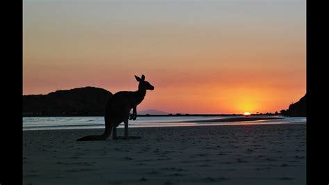 WOW! Kangaroos at the beach - Cape Hillsborough Sunrise QLD Mackay - YouTube