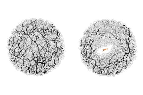 Ants use soil physics to excavate metre-long tunnels that last decades ...