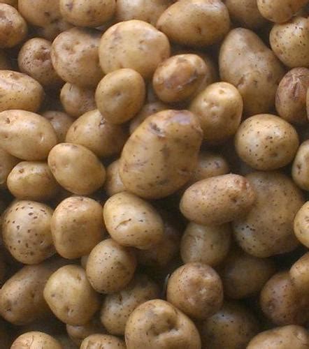 Potato Seed Suppliers, Aaloo Seed Exporters, Manufacturers