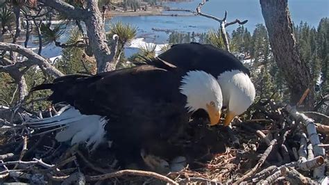 Hatch watch is underway at a California bald eagle nest monitored by a ...