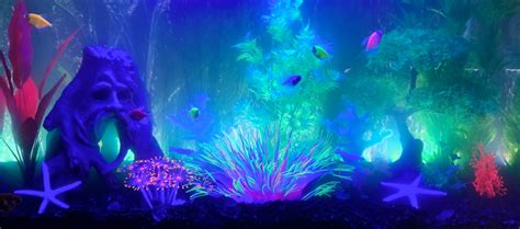 The 5 BEST Glofish Tank Decorations - Fishtank Expert