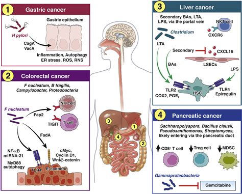 Cancer and the Microbiome—Influence of the Commensal Microbiota on Cancer, Immune Responses, and ...