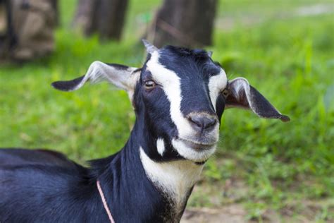 Govt to start largescale breeding of Black Bengal goat - The Statesman