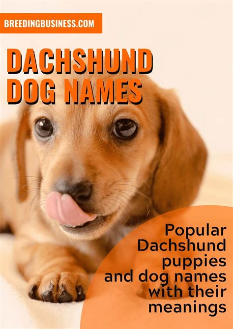 150+ Dachshund Dog Names – Perfect Name Ideas for Sausage Dogs