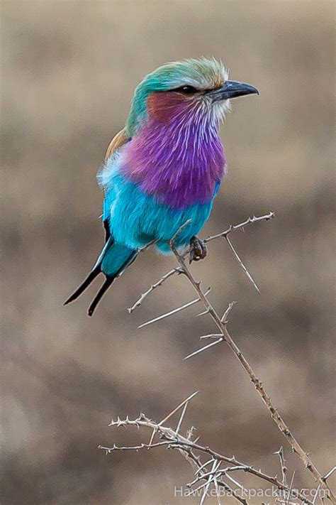 Serengeti Birds - HawkeBackpacking.com