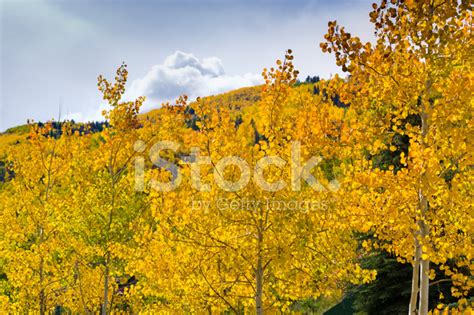 Aspen Trees Fall Colors Autumn Landscape Stock Photo | Royalty-Free ...