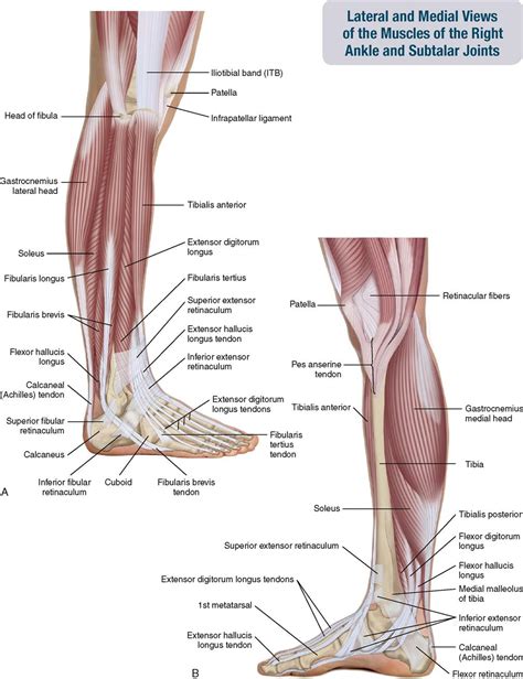 11. Muscles of the Leg and Foot | Musculoskeletal Key