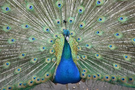 Peacock 03 Free Stock Photo - Public Domain Pictures