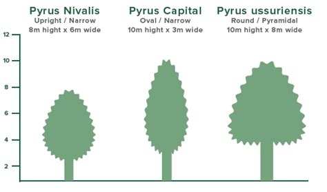 Pyrus Capital Flowering Pear | Best Flower Site