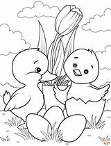 Baby Duck Coloring Pages sketch template