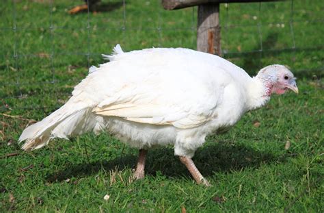 Broad Breasted White Turkey | Cackle Hatchery