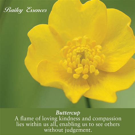 Buttercups Quotes. QuotesGram