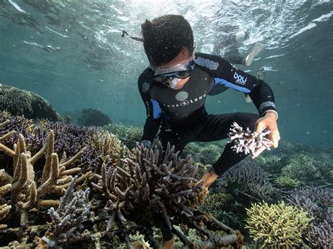 Our actions | Coral reef conservation | Coral Guardian