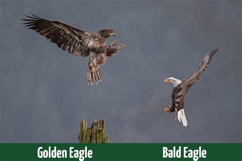 Golden Eagle vs. Bald Eagle: What’s the Difference? - Optics Mag