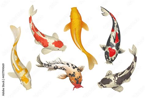 Koi fish. Cartoon Chinese traditional pond carp. Oriental Japanese ...