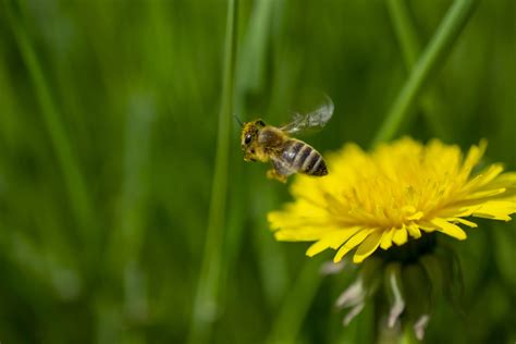 Tapping into the Health Benefits of Honey Bee Pollen - All about honey ...