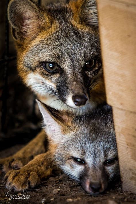 Baby Foxes | Sierra News Online