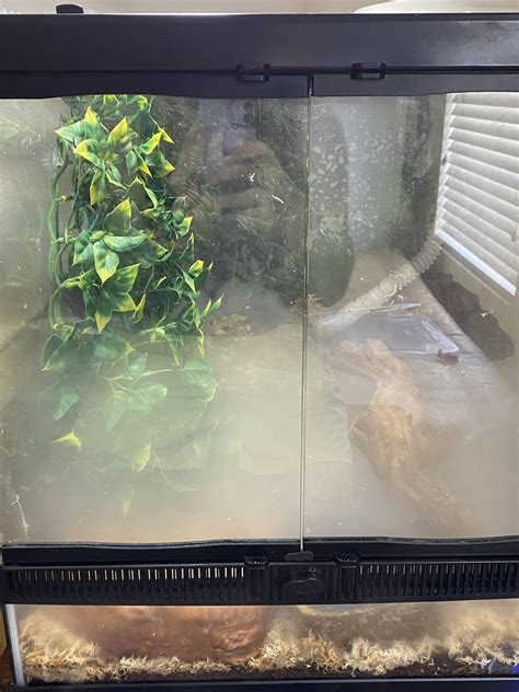 Planning a Bioactive Enclosure. Which Terrarium? : r/frogs