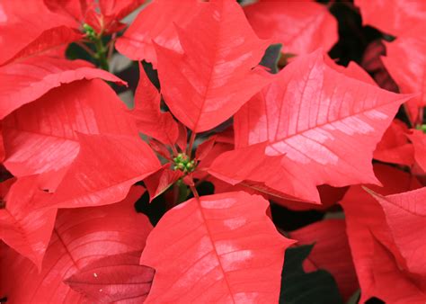 Poinsettias bring Christmas cheer and colors indoors | Mississippi State University Extension ...